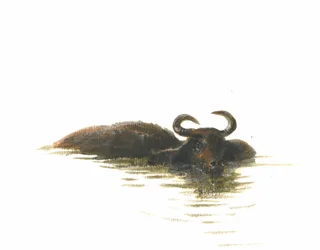Water Buffalo 2, 2015